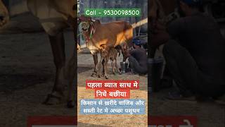 Gir cow sale kishangarh dairyfarm gircowgujarat dairykishangarh bull cowsale gircowfarm gir [upl. by Buhler185]