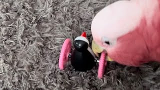 Watch my Parrot Mickey plays fetch and other tricks cleverbird parrottricks birdtricks galah [upl. by Ruphina]