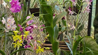 Sophie的大洋洲之旅，在澳洲唯一一次看到兰花Cairns Botanic Gardens [upl. by Kasper152]