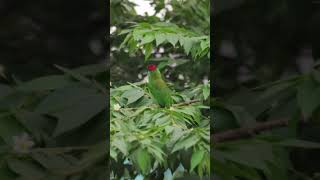 Blue Throated Barbet barbet morningvibes freshmood startoftheday nature birds birdsvideo 4k [upl. by Acinok980]