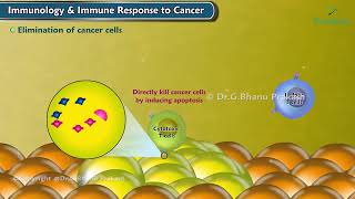 Immunology And Immune Response to Cancer Antigen presentation Activation of Immune cells [upl. by Elkcim89]