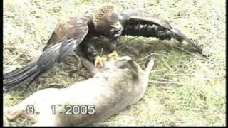 Adler beizt Reh  eagle catches deer [upl. by Eimmaj173]