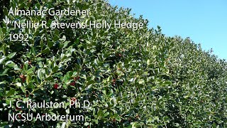 Almanac Gardener Featuring J C Raulston  Nellie R Stevens Holly Hedge [upl. by Aremihc]