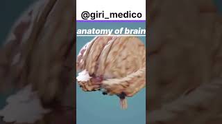 Anatomy of brain 🧠anatomy physiology doctor shorts science biology medical structure neet [upl. by Valdemar]