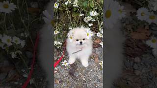 Teacup Pomeranian dog in India  cute small pomeranian puppies  Teacup dog price dog shorts cute [upl. by Valentina]