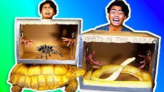 WHATS IN THE BOX CHALLENGE  Giant Snake Tortoise Scorpions Lizard [upl. by Enreval]