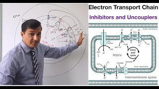 Electron Transport Chain  Inhibitors and Uncouplers [upl. by Mossolb]