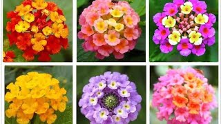 Perennial Flowers 101 Your Ultimate Garden Companion [upl. by Enelegna]