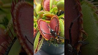 Black widow tried eating my Venus fly trap shorts [upl. by Raychel628]