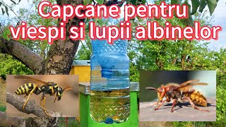 Capcane pentru VIESPI si LUPII ALBINELOR 🐝⛔️🐝 [upl. by Ward]