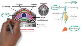 Deep Fascia Of The Neck and Thyroid  MRCS Revision بالعربي  MRCS Academy [upl. by Arrac407]