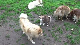 Finnischer Lapphund Kennel Erimathi H2Wurf Welpen 8 Wochen alt [upl. by Yro]