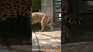 Tiger Attack Siberian Tiger 🐯 tigerjunglewildlifenature wildcatsafari siberiantiger bigcat [upl. by Mossman382]