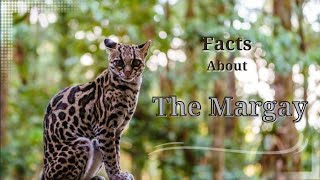 The Margay Facts  11 Interesting Facts About Margay  Wild Cat [upl. by Salita]