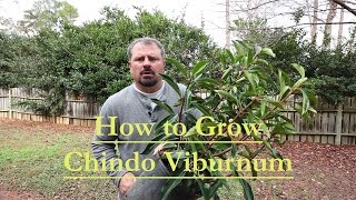 How to grow Chindo Viburnum  Viburnum awabuki  Great Screening Plant [upl. by Dj]