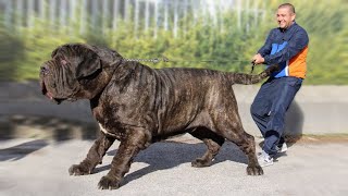 The 10 Biggest Mastiff Dog Breeds [upl. by Aevin865]