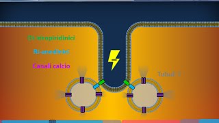 Istologia 40  Muscolare striato scheletrico [upl. by Aitnic]