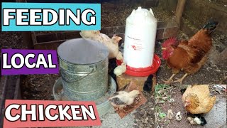 How to Feed local Birds in a poultry farmRaising local chickens step by step agriculture [upl. by Aneekan]