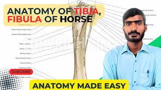 lecture no 24Anatomy of tibia fibula of horseVeterinary anatomy in HindiUrdu [upl. by Moriyama]