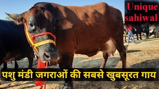 पशु मंडी जगराओं 23112022 Unique Sahiwal cow at sale in pashu mandi jagraon cow video jbs video [upl. by Nosna]