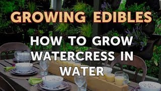 How to Grow Watercress in Water [upl. by Hcirdeirf]