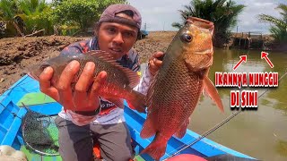 Baru 2 kali lempar langsung disambar Mangrove Jack Besar [upl. by Ahsatal99]