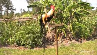 Crow  June 2 2013  Golden Phoenix Rooster [upl. by Mosby396]