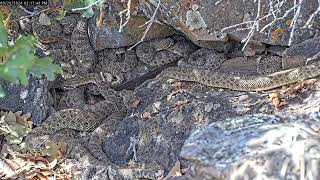 Busy fall afternoon at the Colorado Rattlesnake Den [upl. by Gabriell]