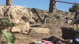 Roadrunner visiting It chirps at me And flies [upl. by Jenkel]