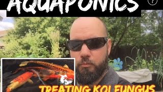 Aquaponics  Fungus Treatment for Sick Koi Fish [upl. by Pedrotti]