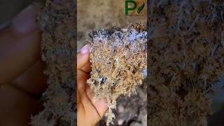 Mycelium network mycelium mushroom sterilization amazing [upl. by Desai940]