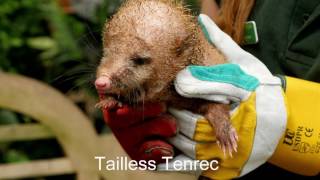 This is what a Tailless Tenrec looks like [upl. by Sukul425]