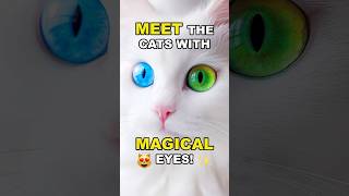 Cats with Magical Eyes The Fascinating World of Heterochromia [upl. by Ilrahs471]