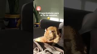 ACICALÁNDOME para el FIN de SEMANA 👅🐈😸 SHORTS GATO [upl. by Osber]