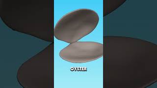 How Do Oysters Make Pearls 🤔 [upl. by Eltsyrk]