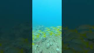 Chasing after some Blue Striped Snappers fishingvideo [upl. by Bouchier]