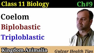 Coelom  biplobastic and triploblastic  class 11th Biology [upl. by Ak]