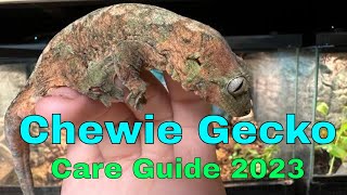 Chahoua Gecko Care Guide 2023 [upl. by Iverson]