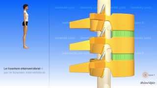 La colonne vertébrale simplifiée et la vertèbre type [upl. by Aniv108]