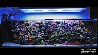 1000l Meerwasseraquarium  265gal Reef Tank [upl. by Pentheas]