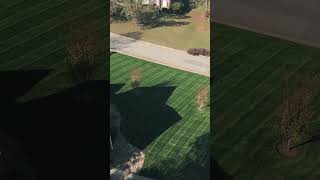 Lawn Stripes 🥰 lawn youtubeshorts fall grass drone [upl. by Noreik]