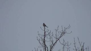 Northern Shrike Laniidae Lanius excubitor Hunting Behavior [upl. by Eelrac639]