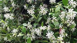 Trachelospermum Jasminoides [upl. by Carlisle]