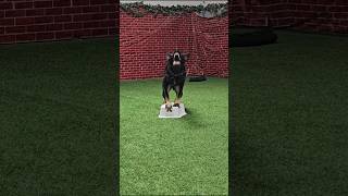 Full Control Dog Training Exercises [upl. by Kosse]