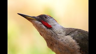 Vida y costumbres del pito real Picus viridis [upl. by Acile884]