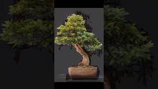 Yamadori Hornbeam styling from just a wooden block bonsai bonsaivideo bonsaistyling bonsailover [upl. by Allemrac]