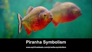 Piranha Symbolism [upl. by Ferguson841]