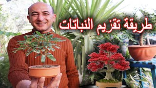 أبسط الطرق لتقزيم النباتات و جعلها قزمية جداً [upl. by Weir796]