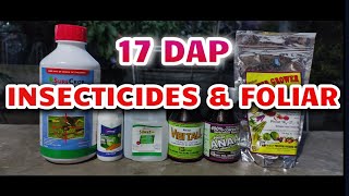 INSECTICIDES amp FOLIAR FERTILIZER SA MAIS corn mais farming maize [upl. by Dolora]