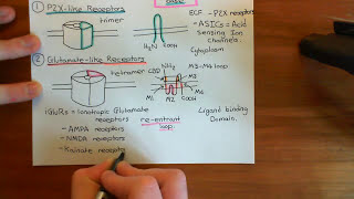 The GABAA Receptors Part 1 [upl. by Nezam130]